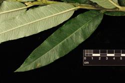 Salix ×smithiana. Leaf upper surface.
 Image: D. Glenny © Landcare Research 2020 CC BY 4.0